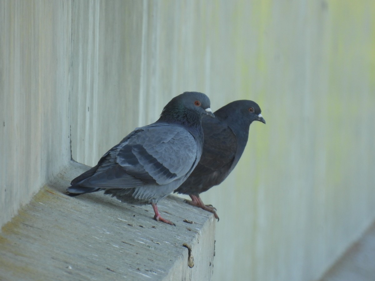 Rock Pigeon (Feral Pigeon) - ML581207021