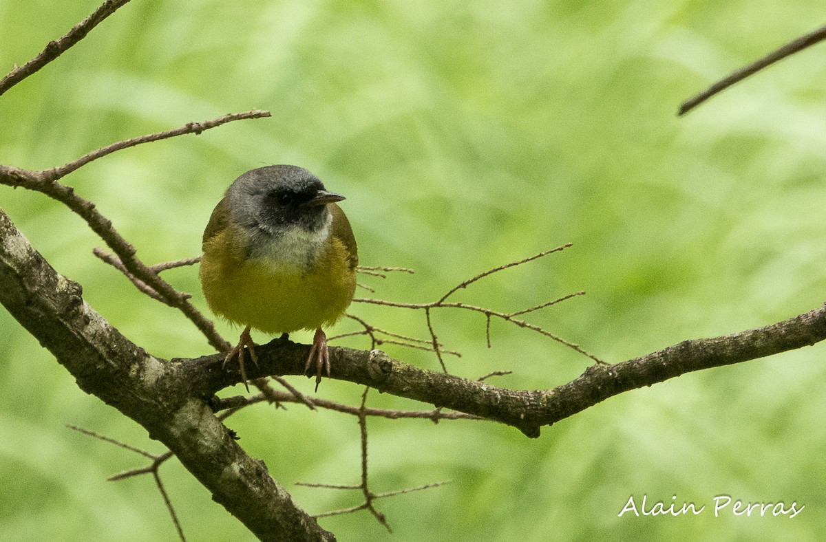 Mourning Warbler x Common Yellowthroat (hybrid) - Alain Perras