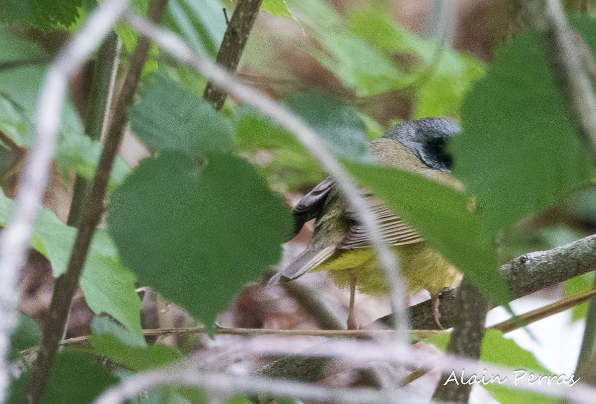 Mourning Warbler x Common Yellowthroat (hybrid) - Alain Perras