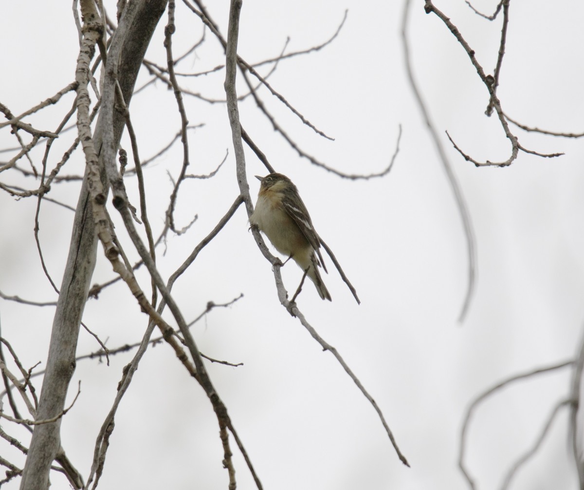 Bay-breasted Warbler - ML581212961