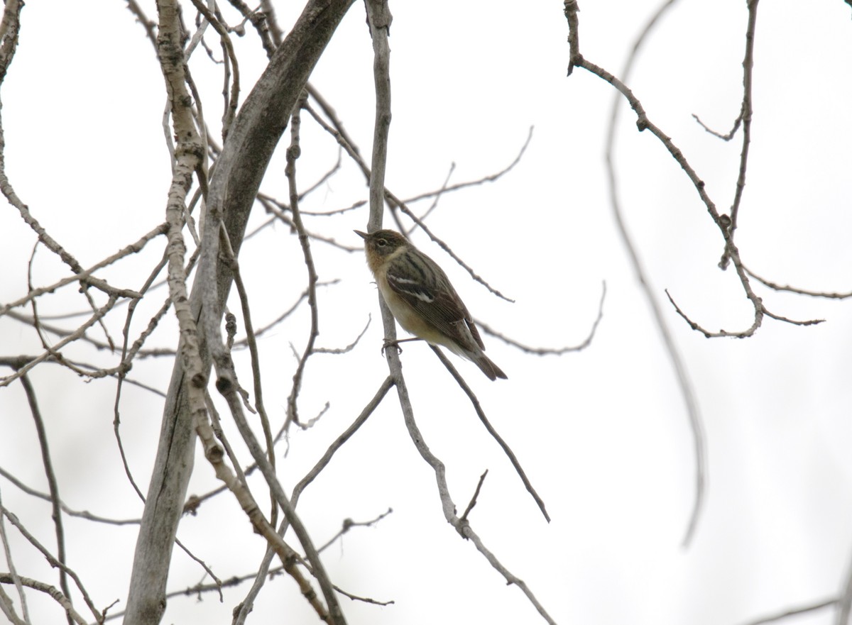 Bay-breasted Warbler - ML581212971