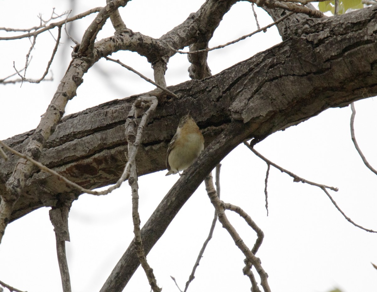 Bay-breasted Warbler - ML581212981