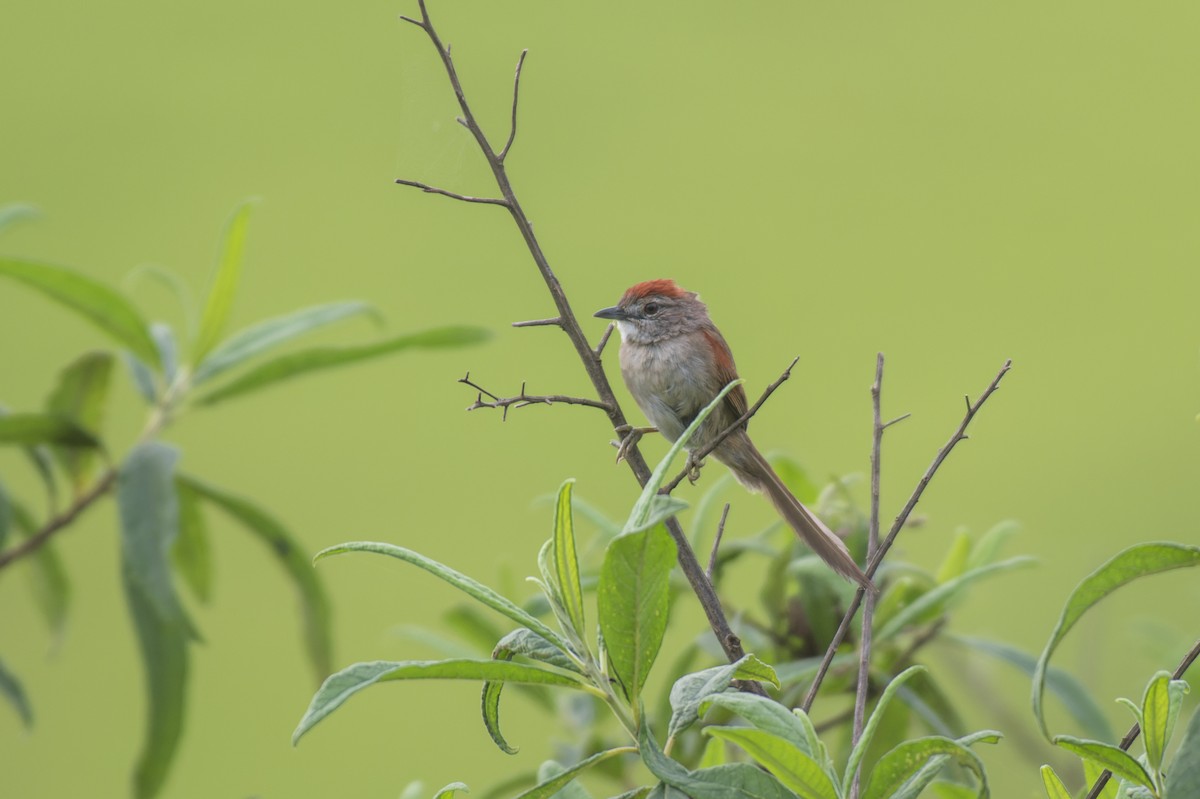 Pale-breasted Spinetail - Marcelo  Telles