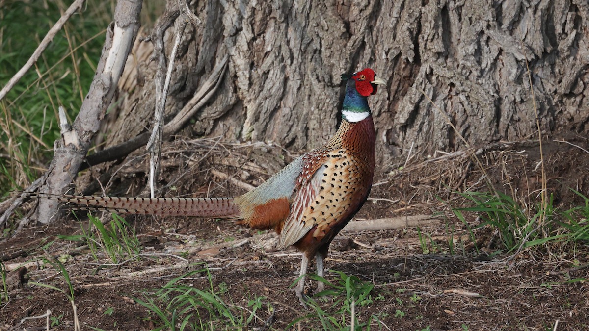 Ring-necked Pheasant - ML581216821