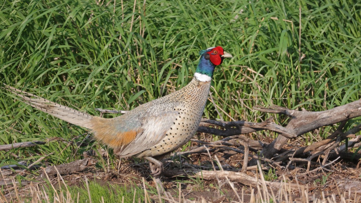 Ring-necked Pheasant - ML581216911