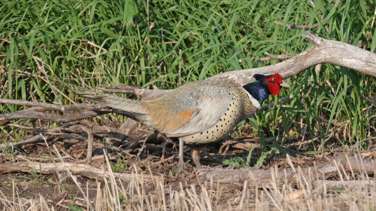 Ring-necked Pheasant - ML581216921