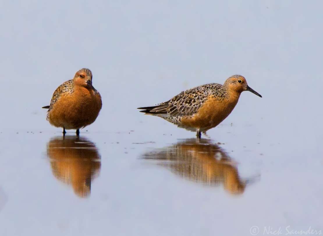 Red Knot - ML58122131