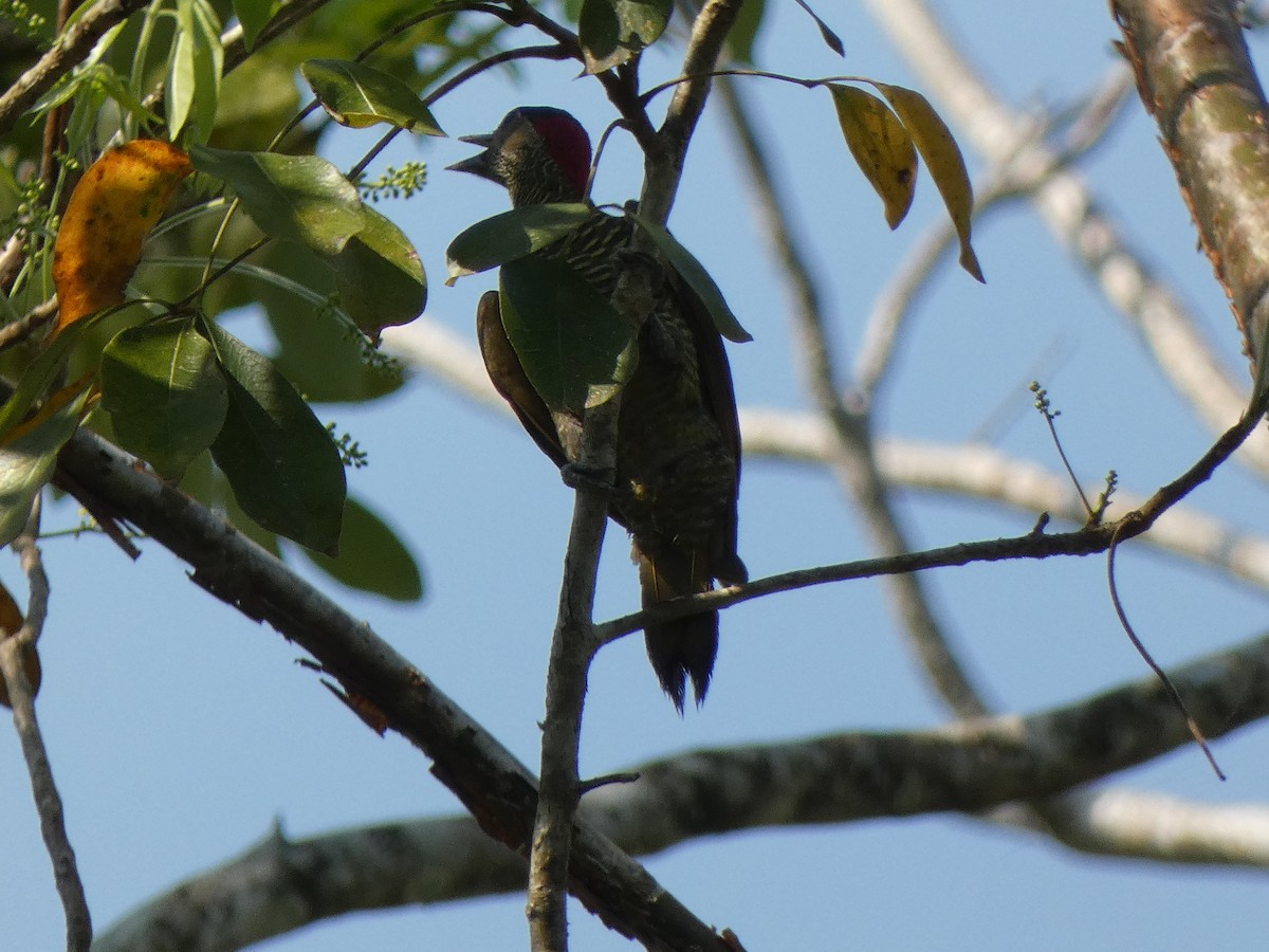 Golden-olive Woodpecker - ML581221451