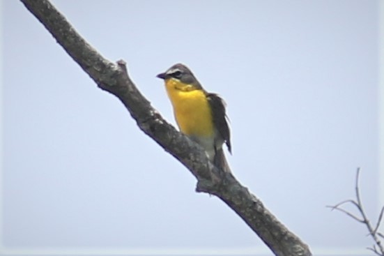 Yellow-breasted Chat - ML581223971