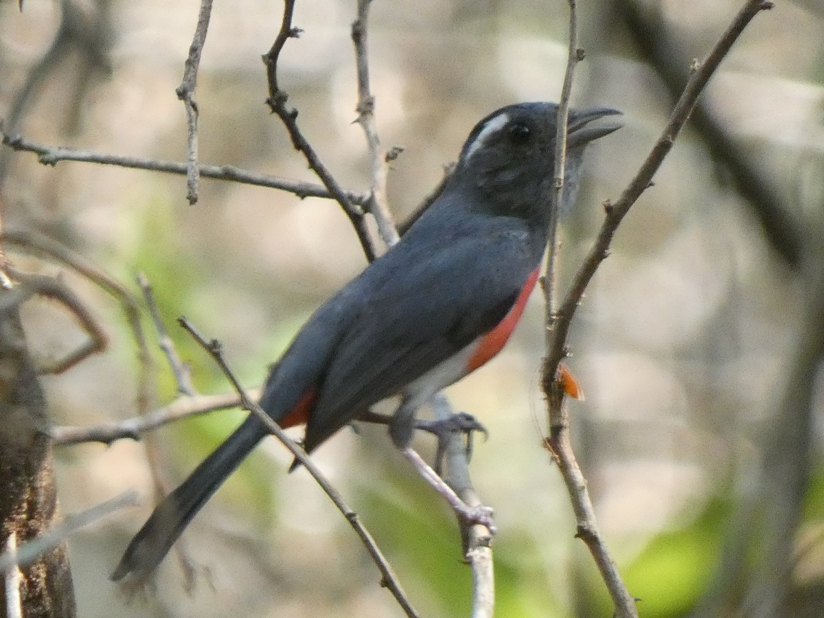 Gray-throated Chat - ML581225771
