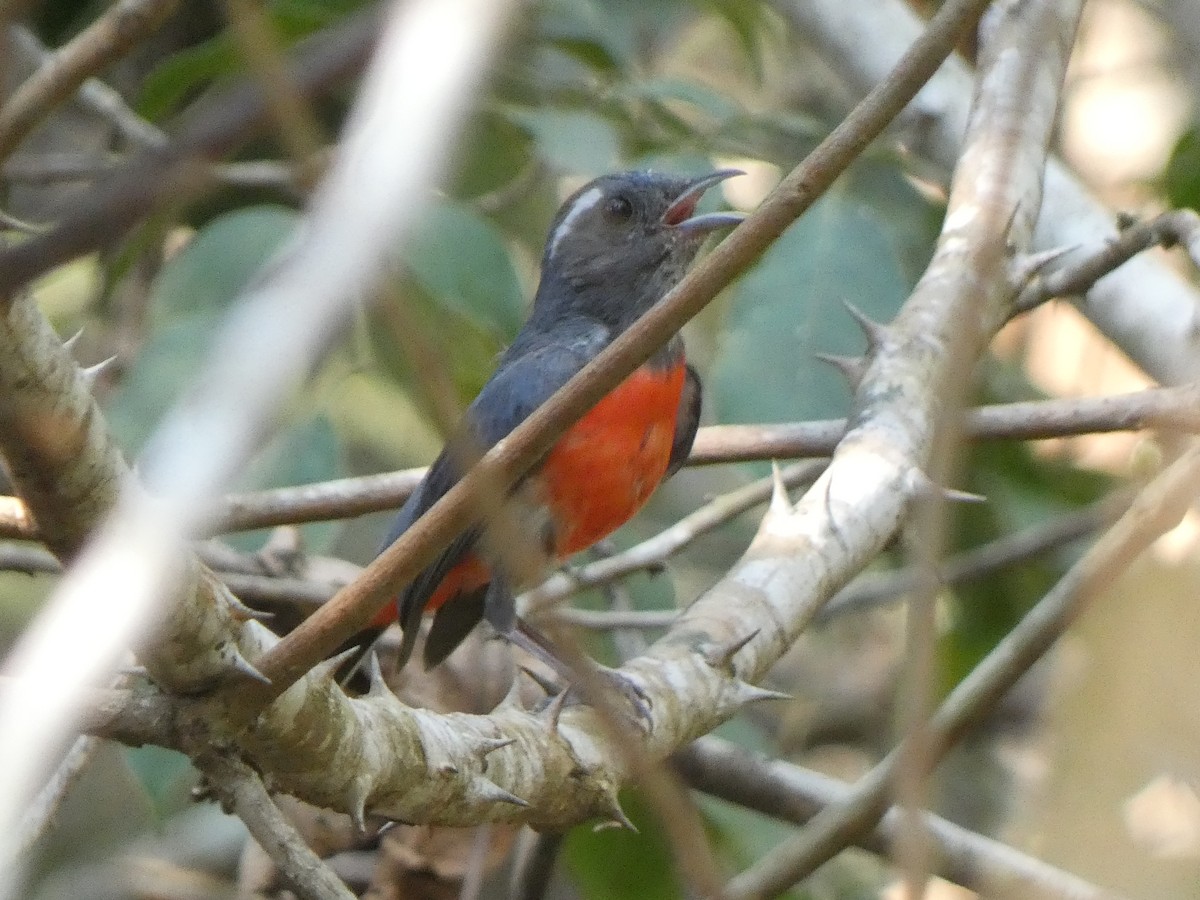 Gray-throated Chat - ML581225891