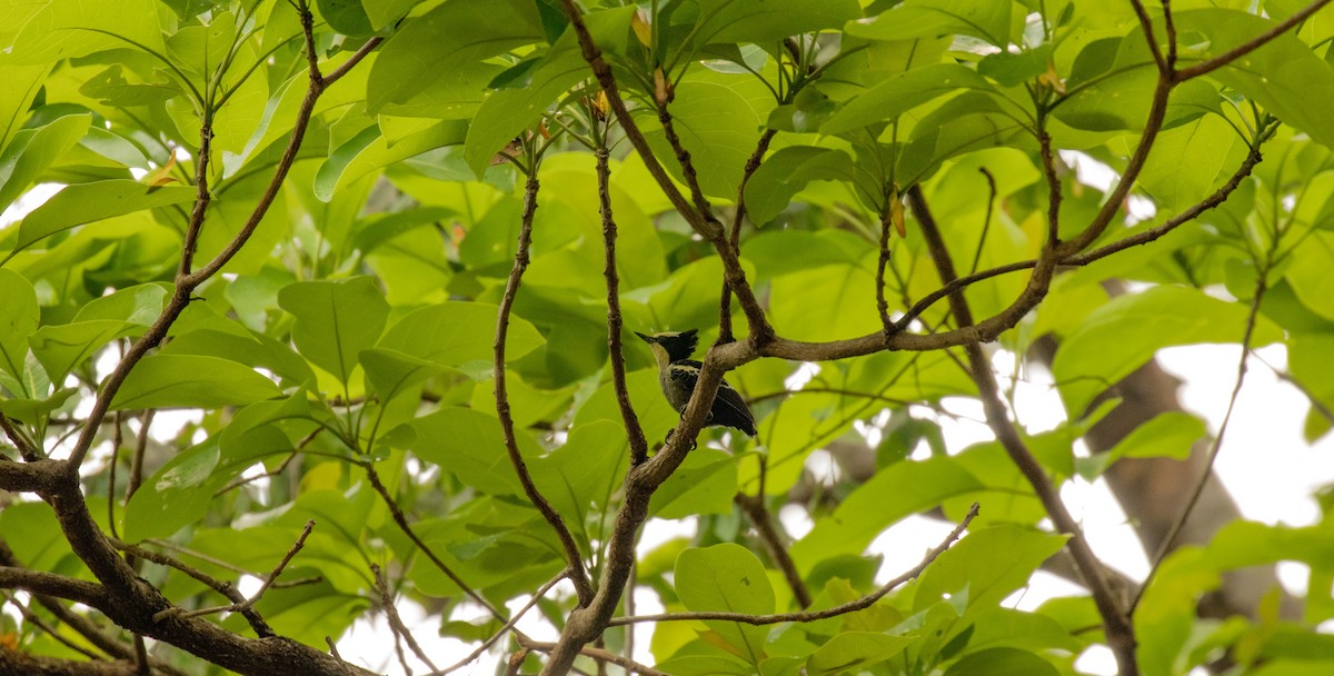Heart-spotted Woodpecker - Sanjay Karanth
