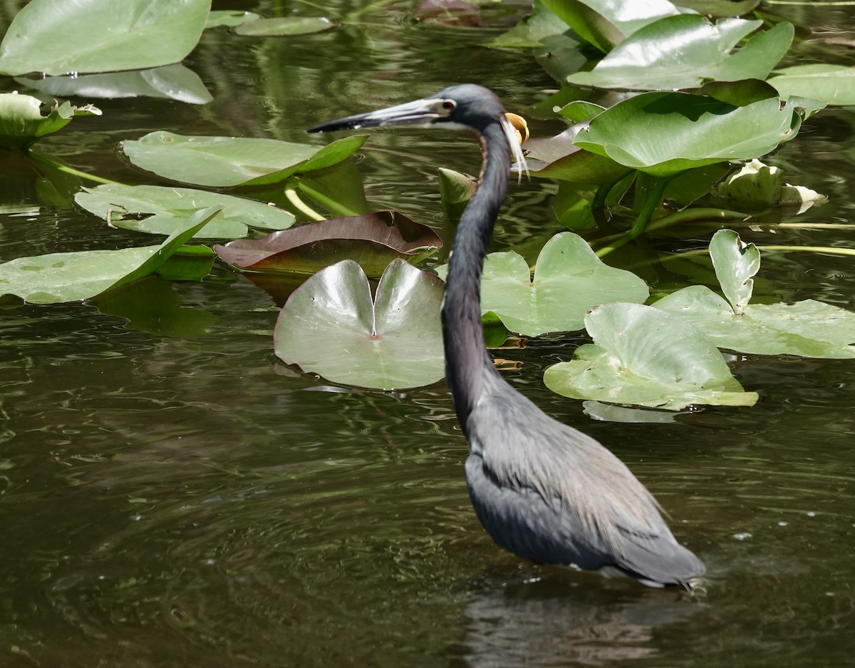 Tricolored Heron - Jeanne-Marie Maher