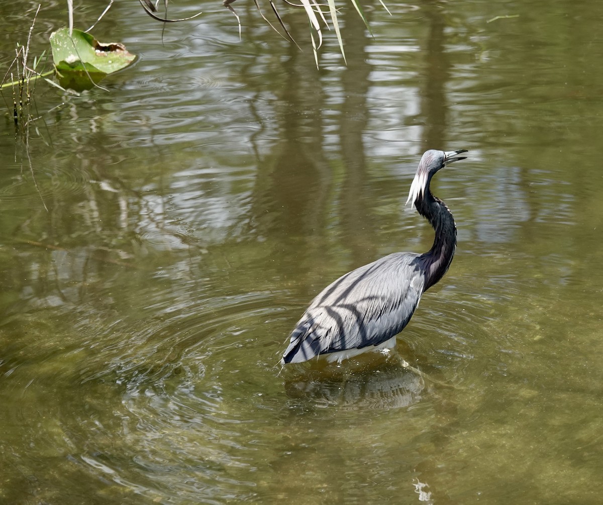 Tricolored Heron - Jeanne-Marie Maher
