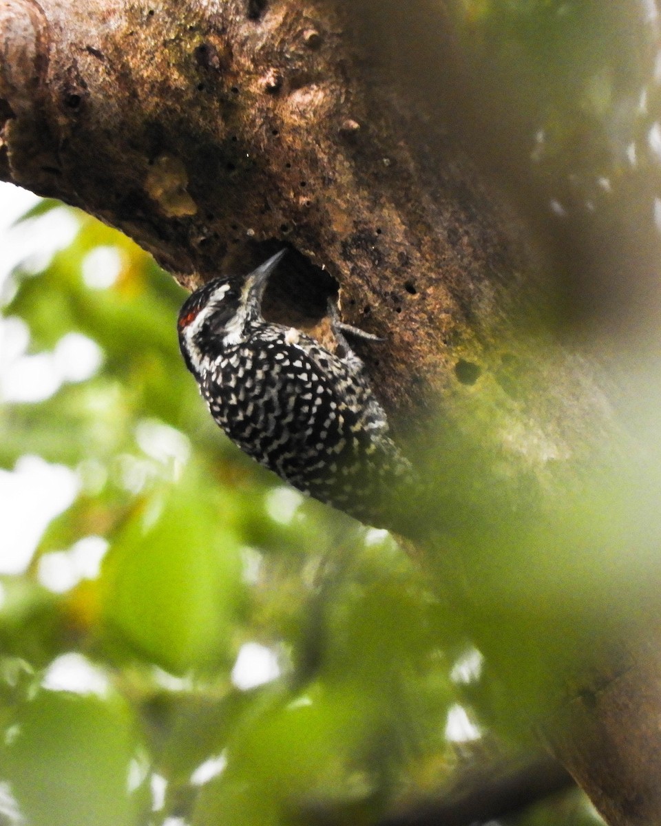 Checkered Woodpecker - Julián Hernández