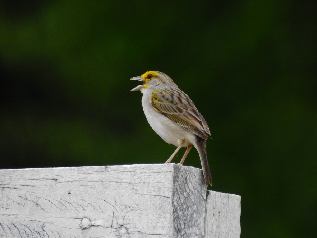 Yellow-browed Sparrow - ML581228761