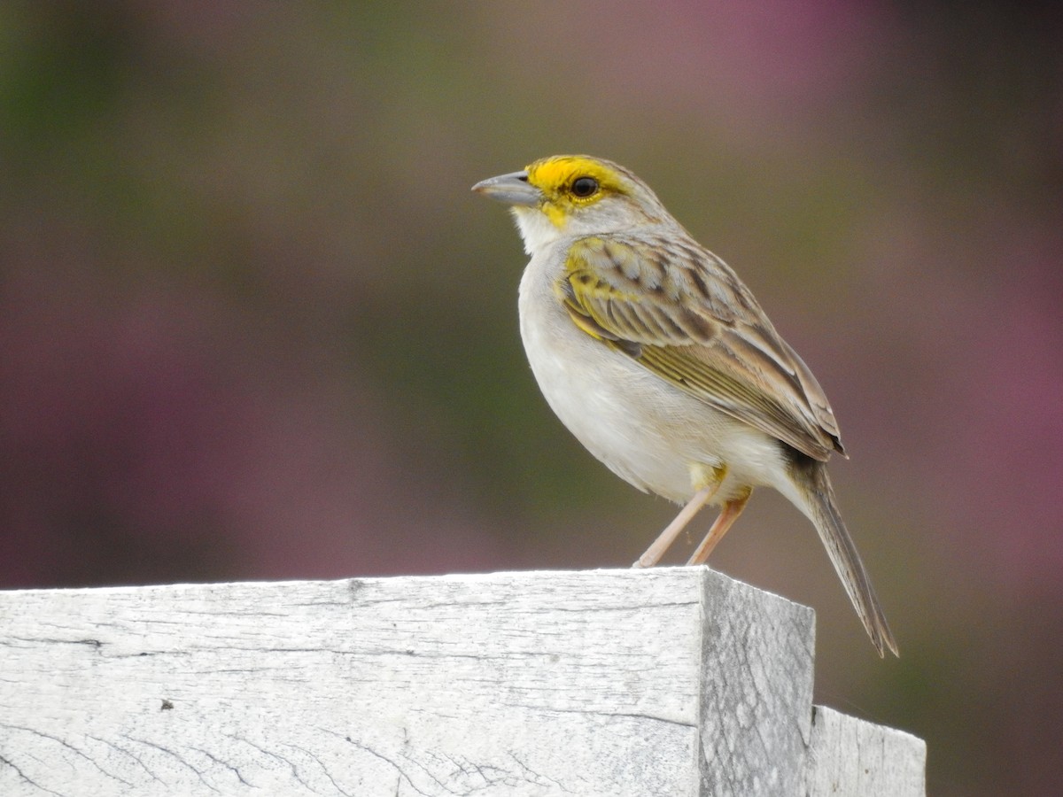 Yellow-browed Sparrow - ML581228771