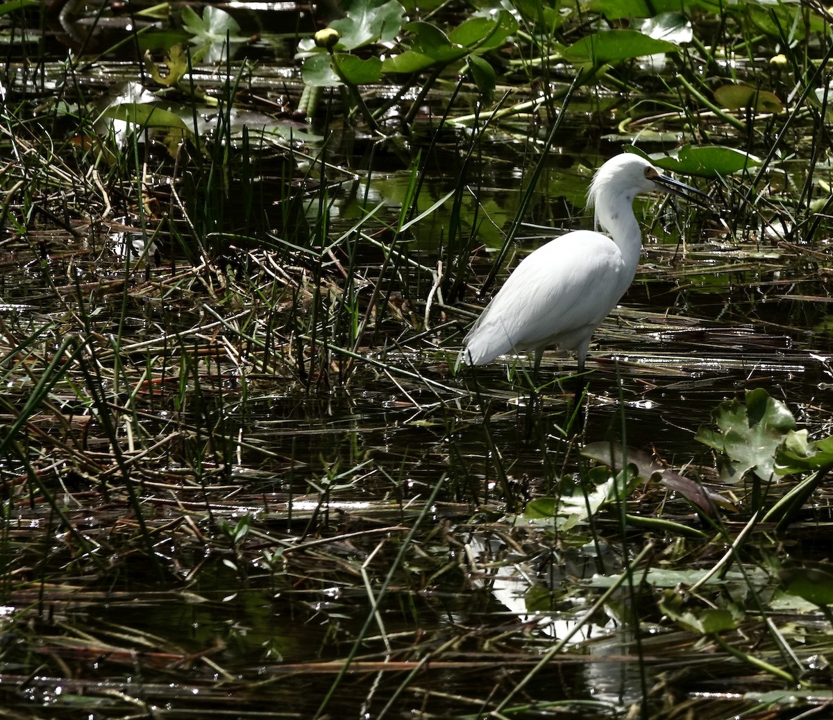 Snowy Egret - Jeanne-Marie Maher