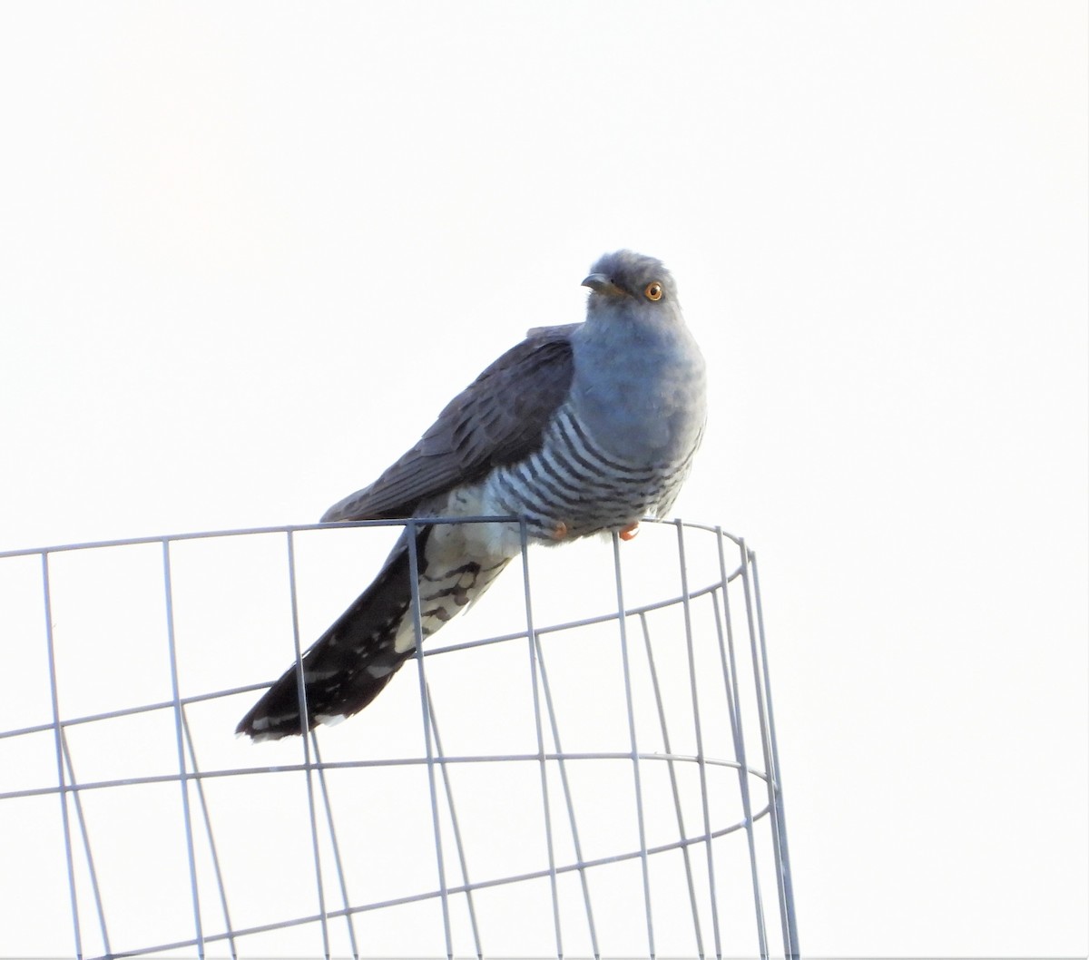 Common Cuckoo - Ángel Luis Méndez de la Torre 🪶