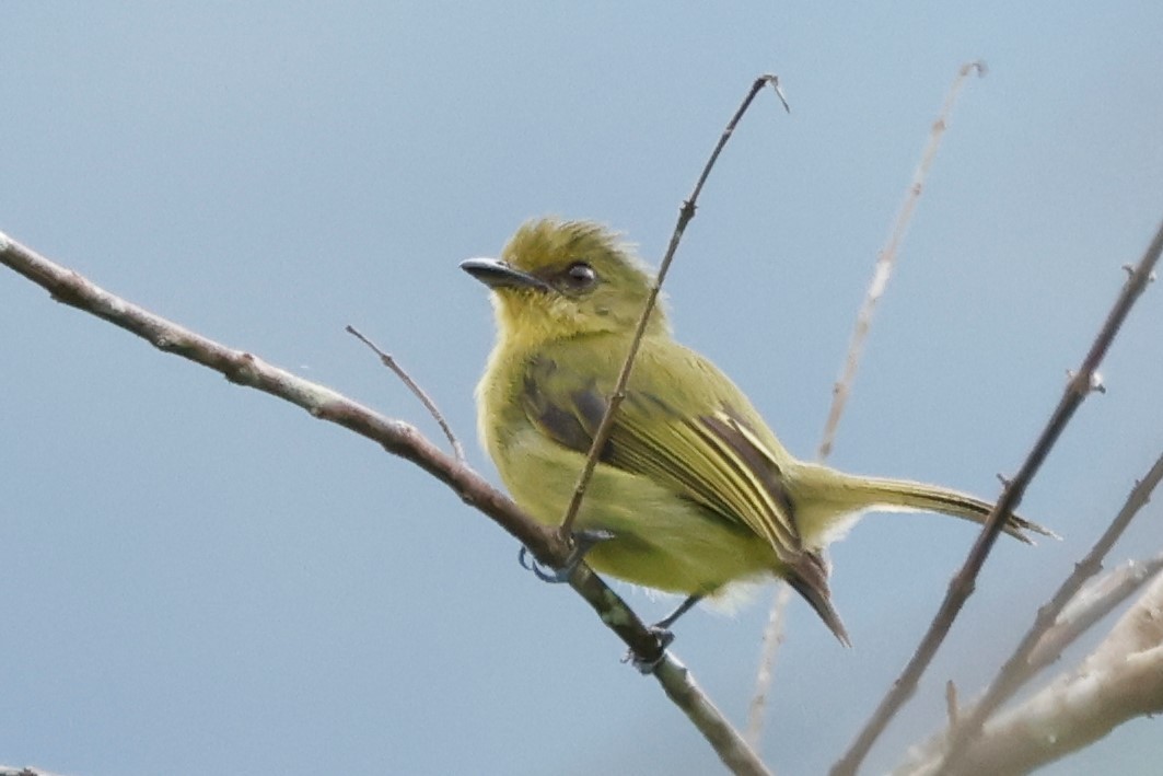 Olive-faced Flatbill - ML581230421