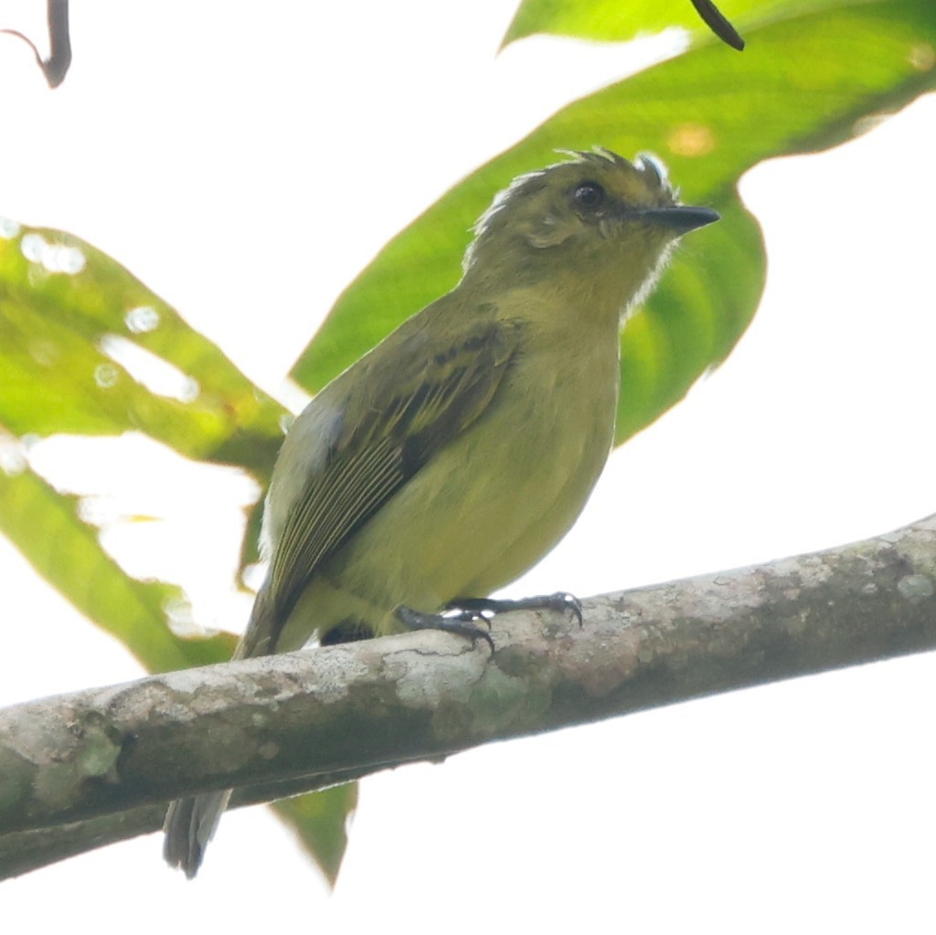 Olive-faced Flatbill - ML581230431