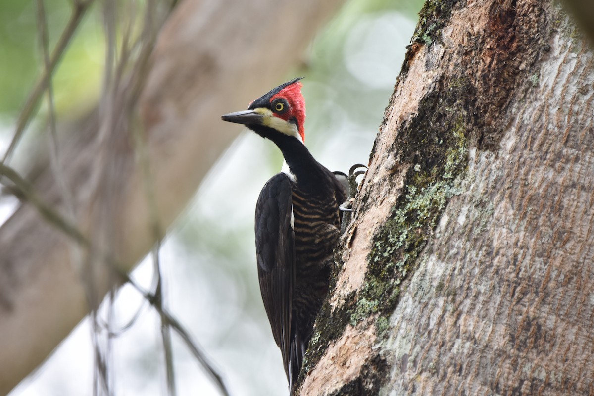 Crimson-crested Woodpecker - ML581230591