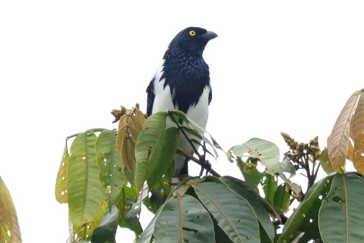 Magpie Tanager - ML581230951