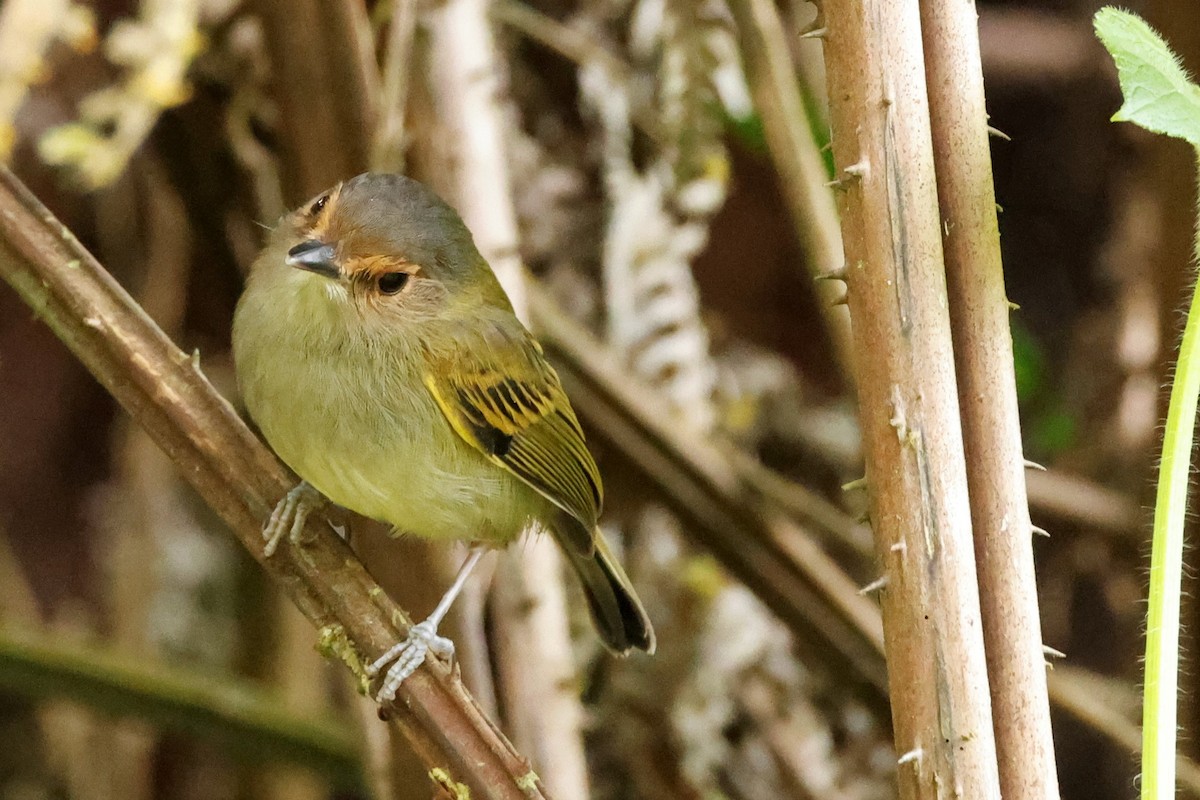 Rusty-fronted Tody-Flycatcher - ML581232341