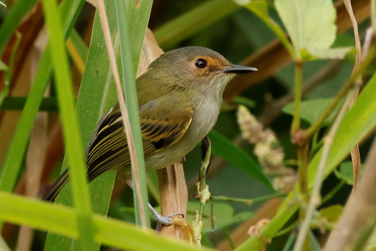 Rusty-fronted Tody-Flycatcher - ML581232351