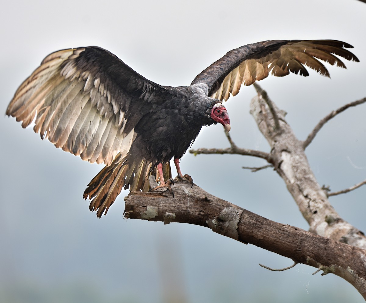 Turkey Vulture - ML581234191