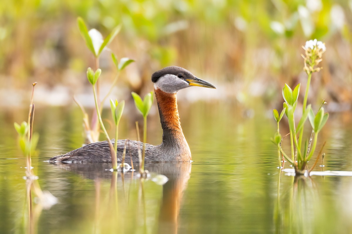 Red-necked Grebe - ML581235221