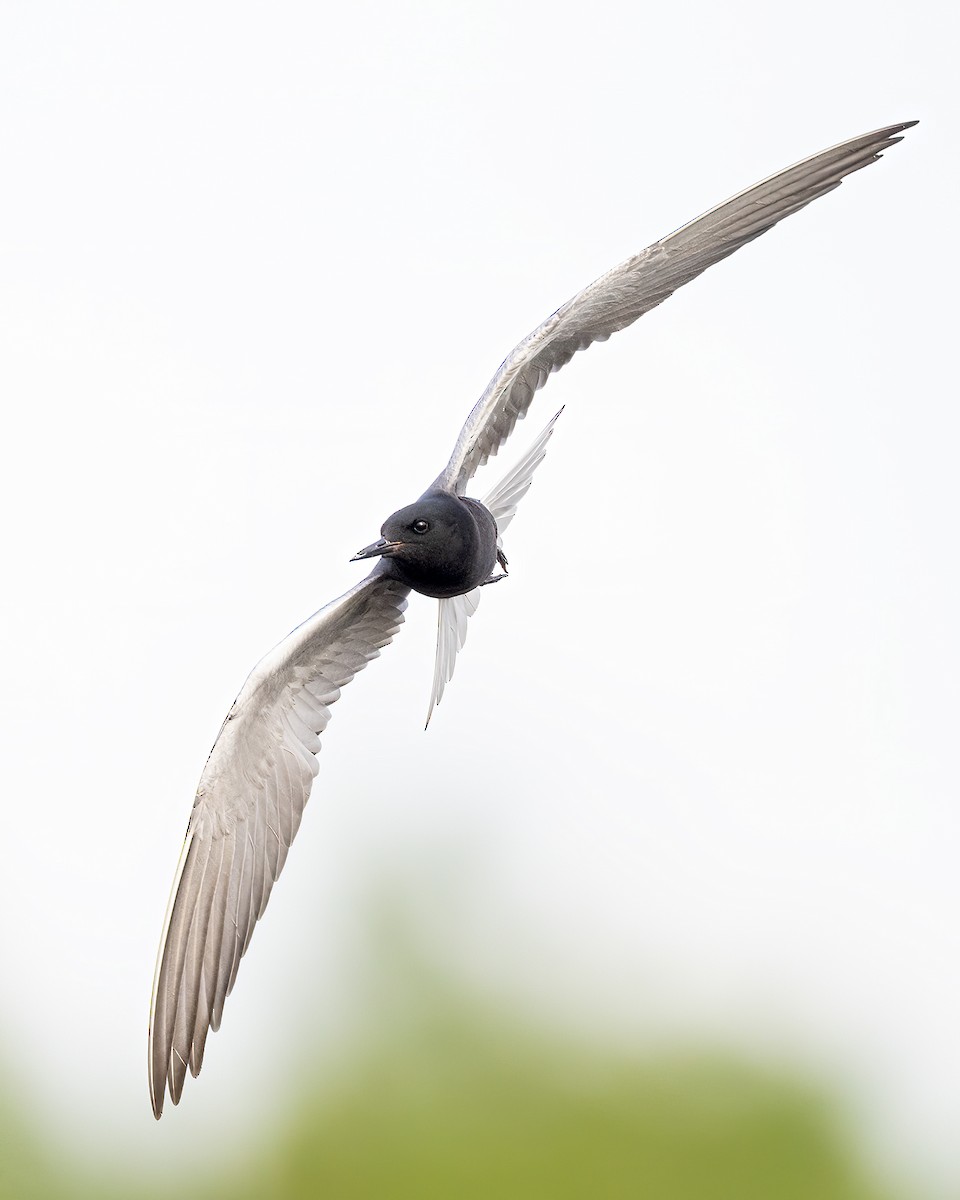 Black Tern - Jeff Dyck