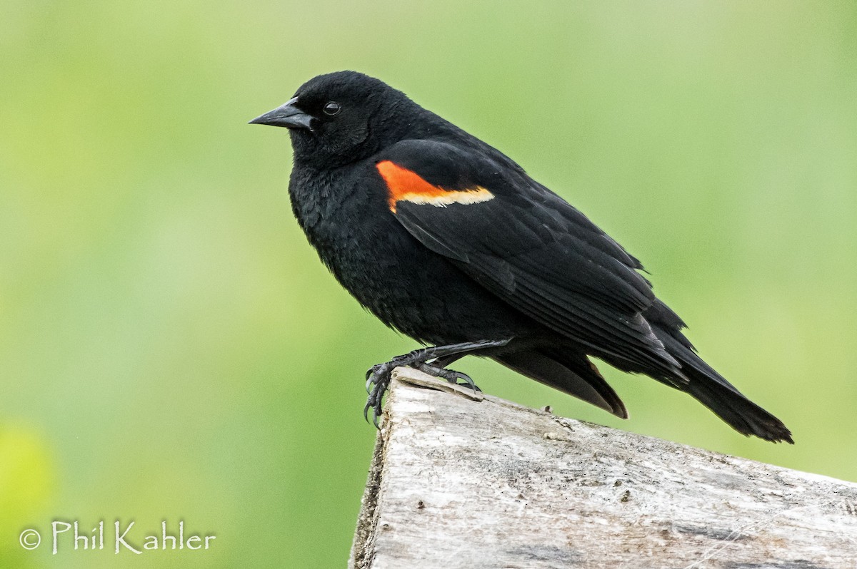 Red-winged Blackbird - Phil Kahler