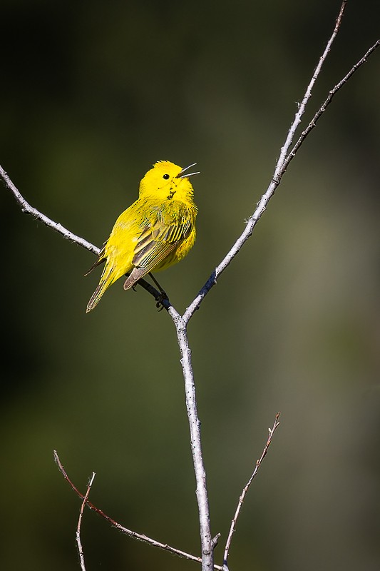 Yellow Warbler - ML581240171