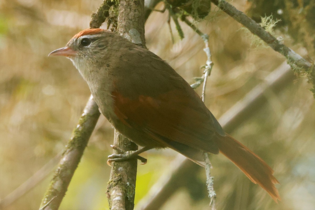 Line-cheeked Spinetail - ML581240561
