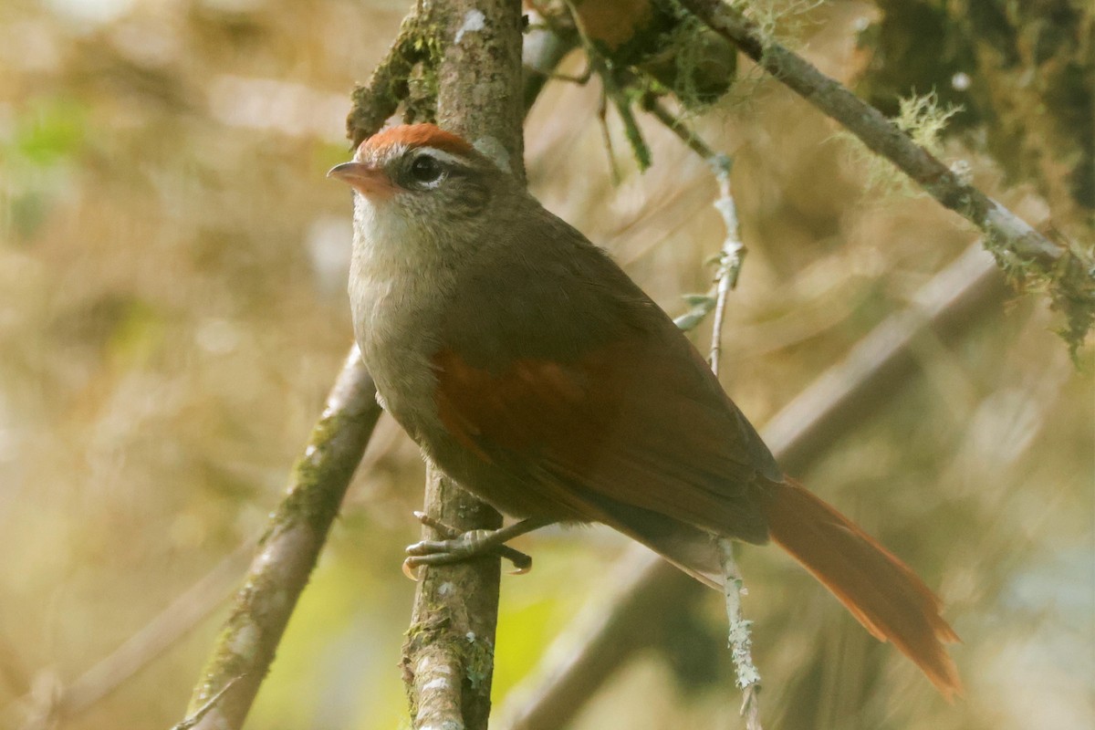 Line-cheeked Spinetail - ML581240571