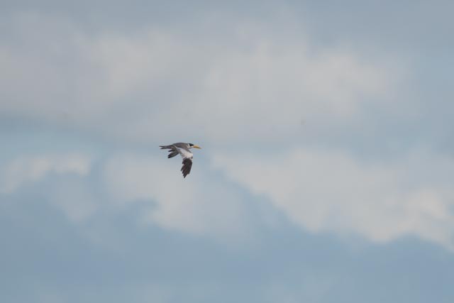 Large-billed Tern - Marlo Hill