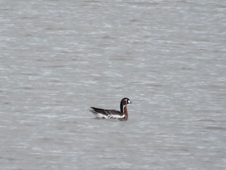 Red-breasted Goose, ML58124421