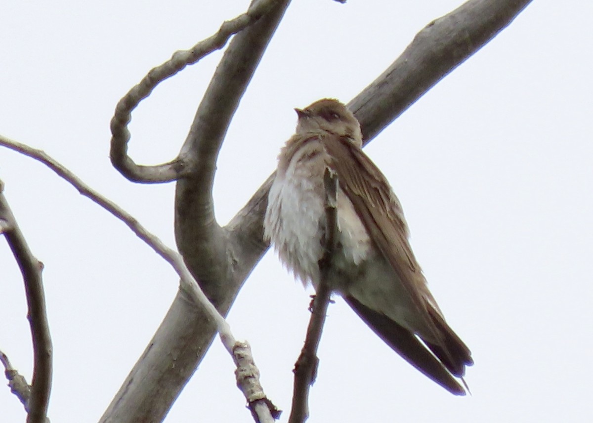 Northern Rough-winged Swallow - ML581246391