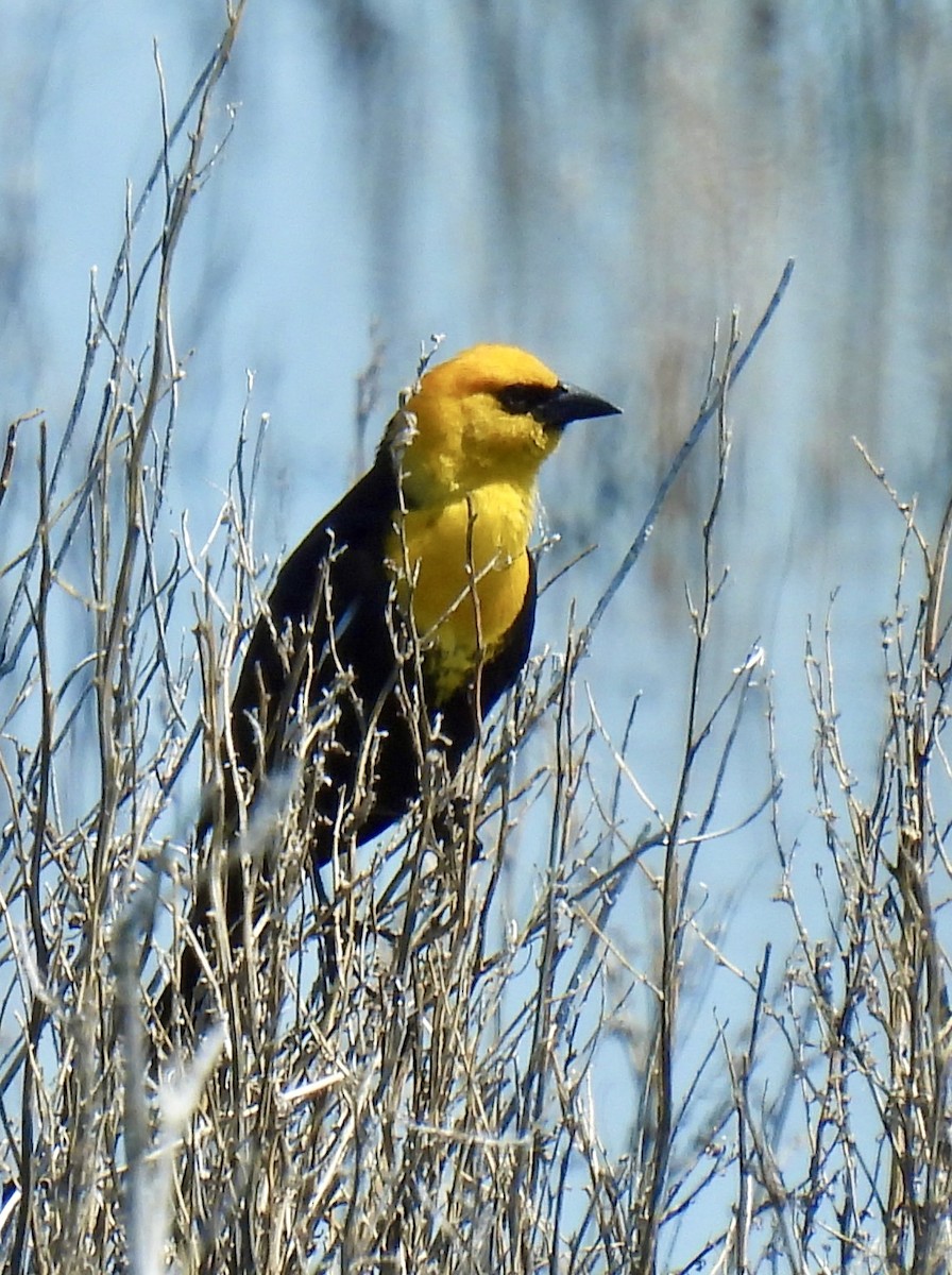 Yellow-headed Blackbird - ML581246851