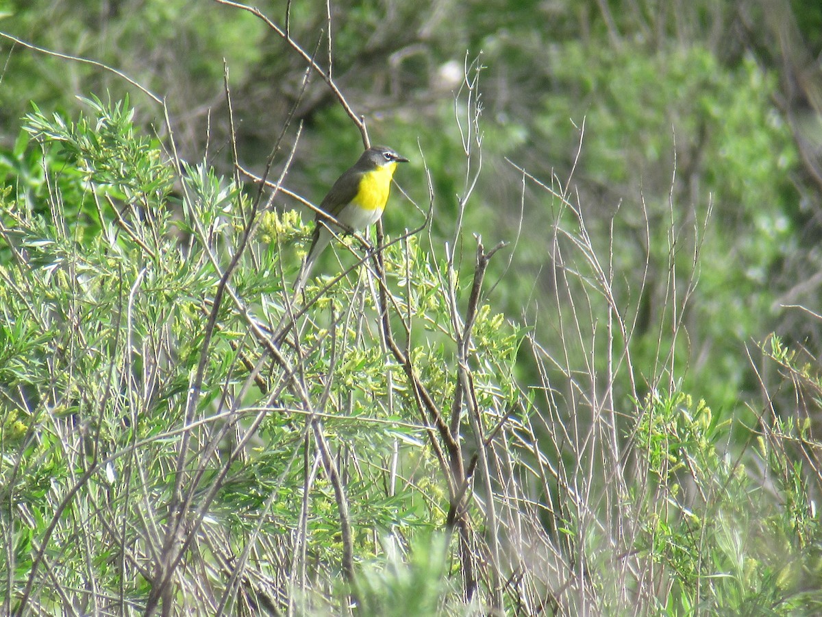 Yellow-breasted Chat - ML581249371
