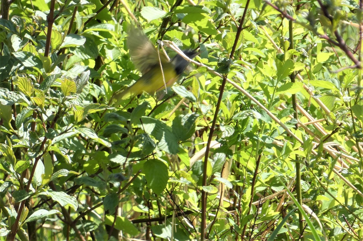 ebird-checklist-4-jun-2023-station-d-puration-rimouski-37