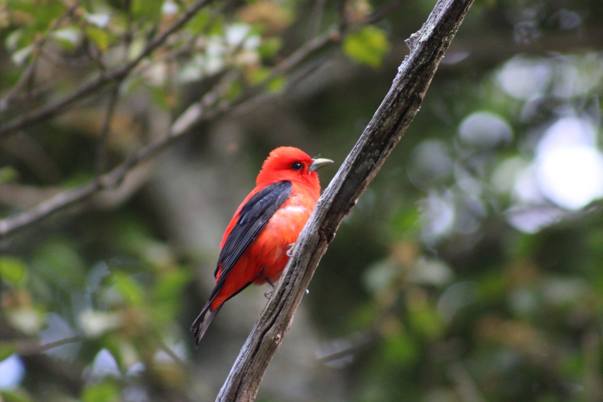 Scarlet Tanager - ML581255211