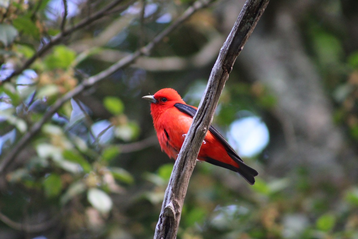 Scarlet Tanager - ML581255221