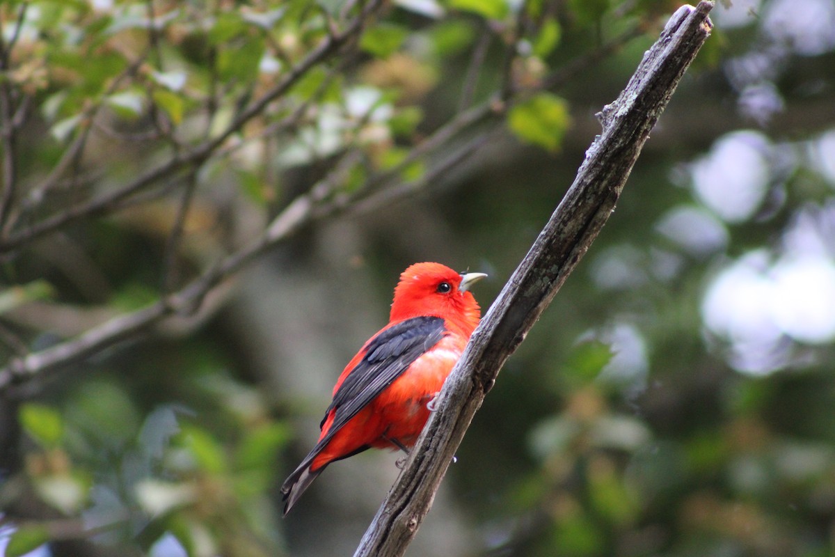 Scarlet Tanager - ML581255231