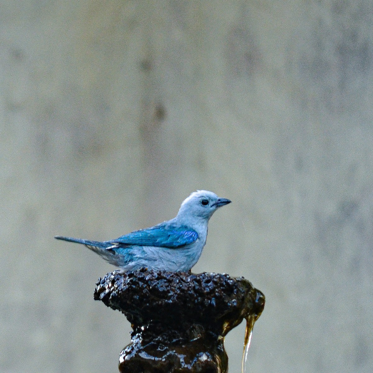 Blue-gray Tanager - ML581255751