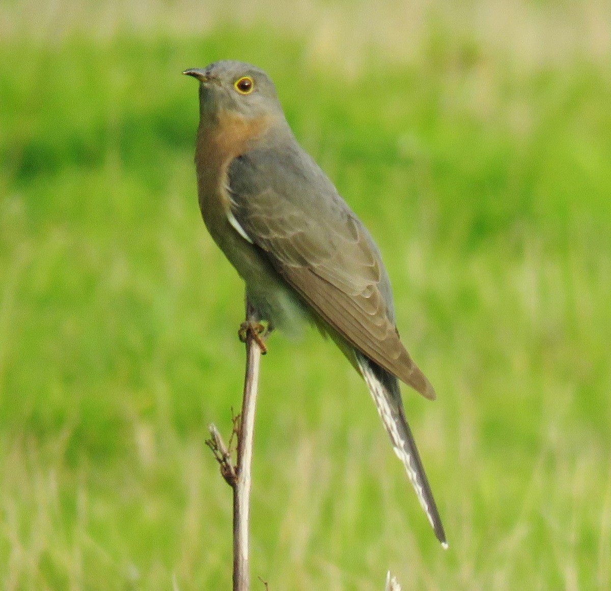 Fan-tailed Cuckoo - Richard Arnold