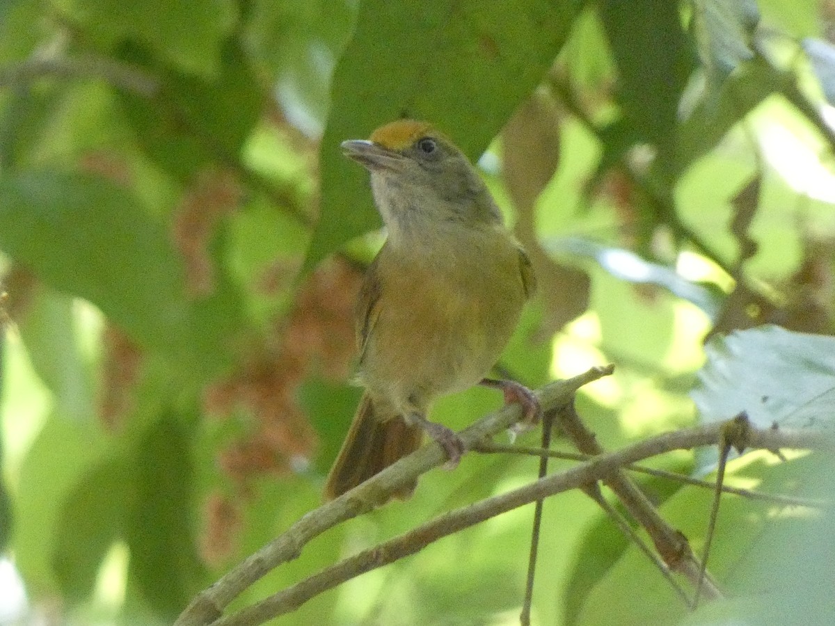 Tawny-crowned Greenlet (Tawny-crowned) - Donald Wellmann