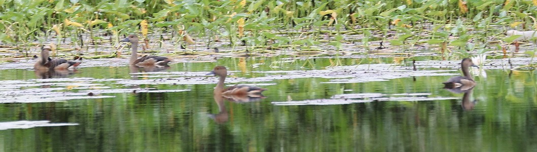 Lesser Whistling-Duck - Wendy Chin