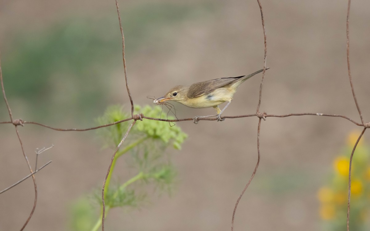 Melodious Warbler - ML581259651